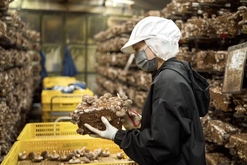 シイタケ栽培管理職